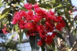 ficifolia wildfire corymbia